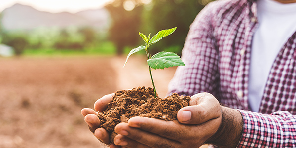 Close up female hand holding plant growing seedlings on soil of Hand mit Pflanze