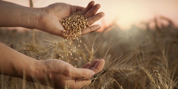 man pours wheat from hand to hand on the background of wheat fie Hand mit Getreide