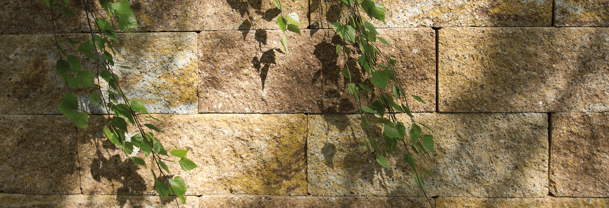 Efeubewachsene Ziegelmauer im Sonnenlicht mit Schatten